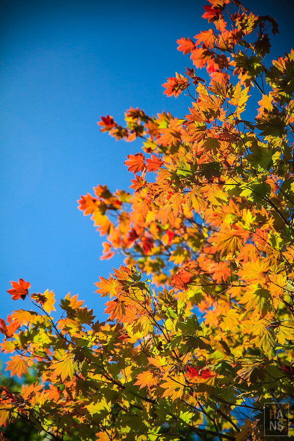 北海道瀧野鈴蘭丘陵公園