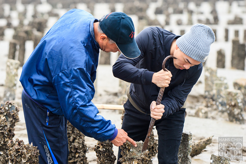 金門︱古寧頭水巷蚵程探索之旅,親身體驗石蚵採收的樂趣