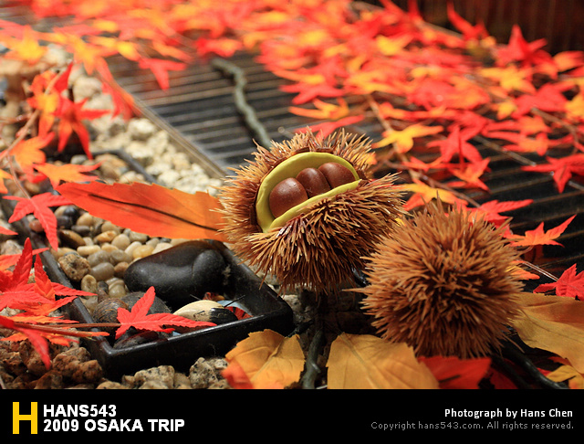 大阪美食︱色.香.味俱全,「頑固豬排」とんかつ がんこ 心齋橋店