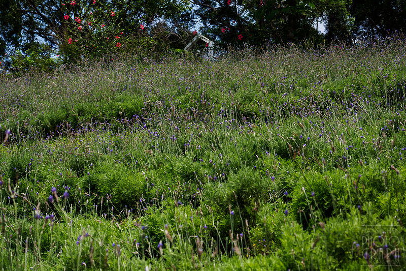 薰衣草森林明德店