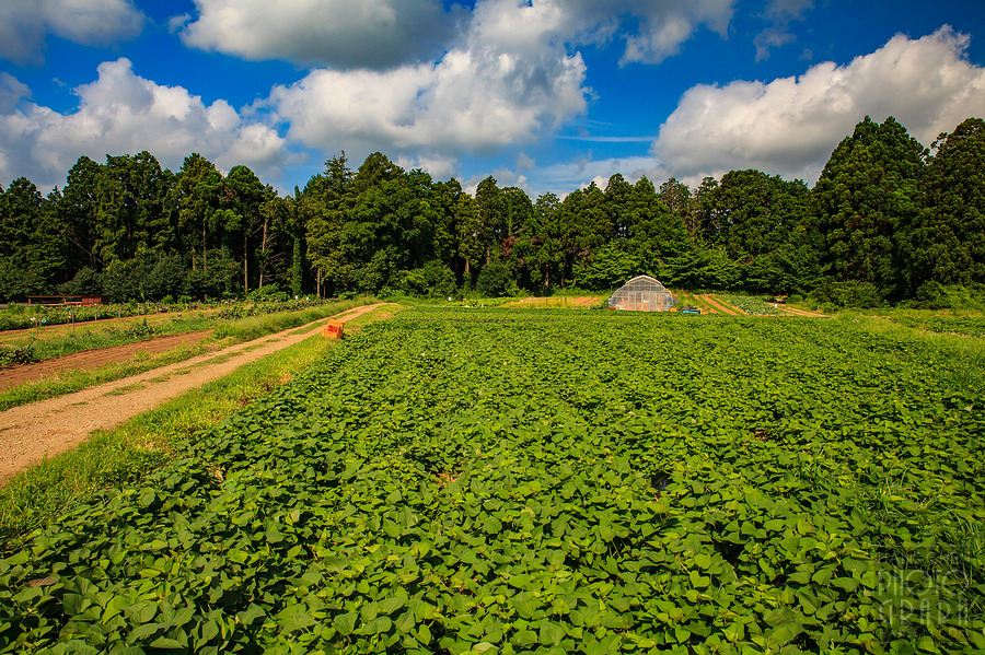 千葉 THE FARM 豪華露營體驗