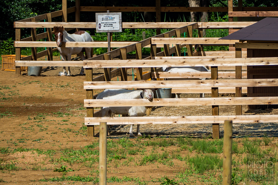 千葉 THE FARM 豪華露營體驗