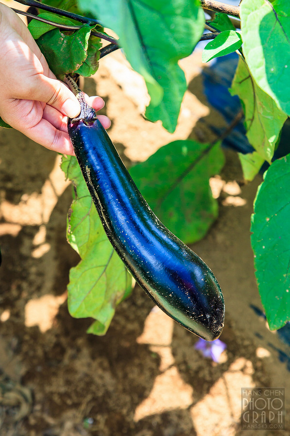 千葉 THE FARM 豪華露營體驗