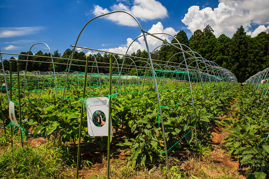 千葉 THE FARM 豪華露營體驗