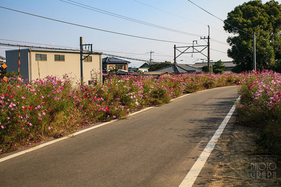 久留米北野町大波斯菊街道