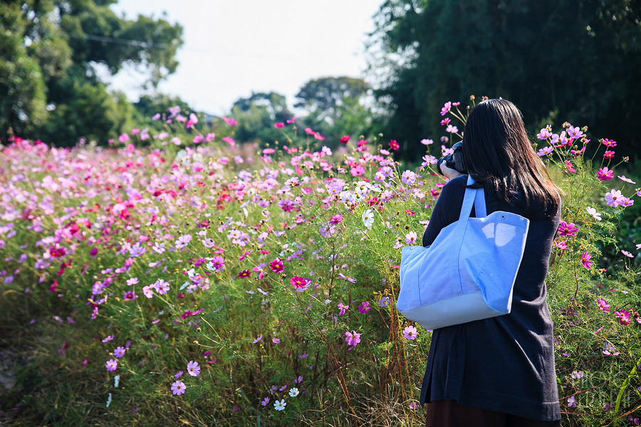久留米北野町大波斯菊街道