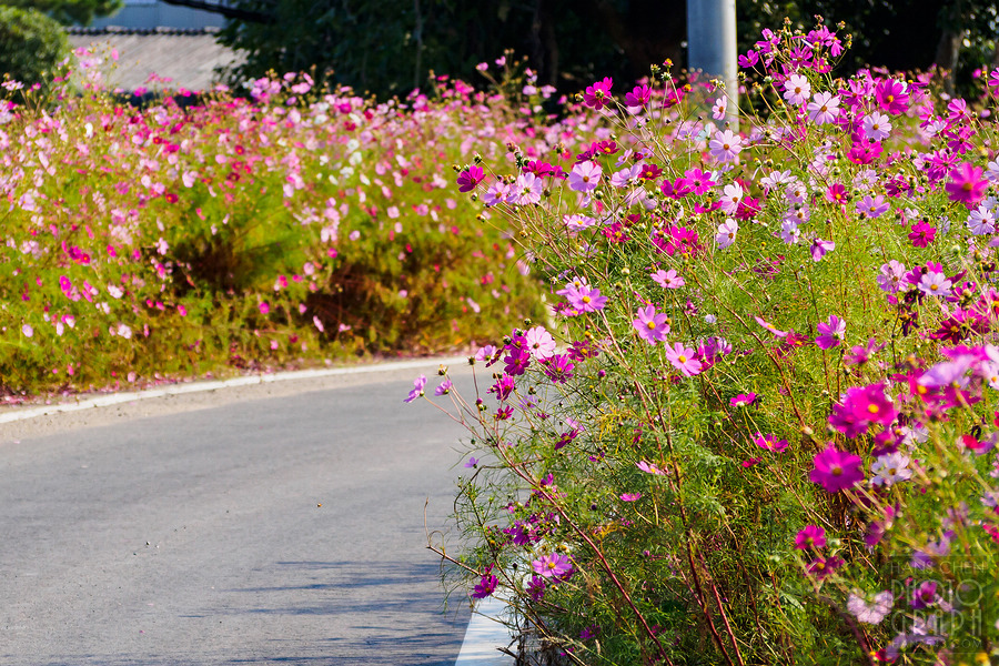 久留米北野町大波斯菊街道