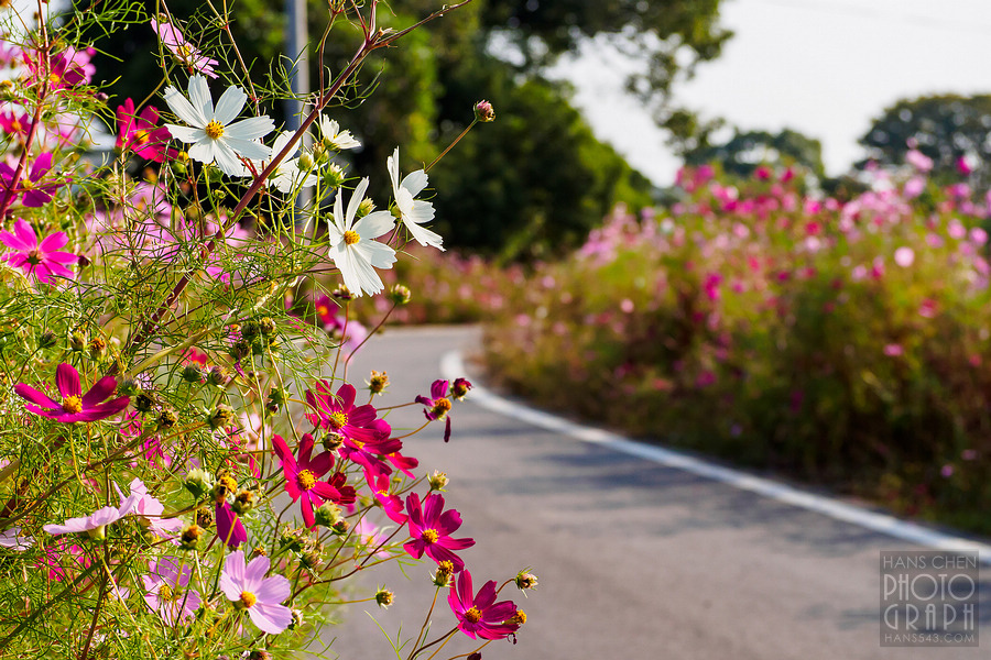 久留米北野町大波斯菊街道