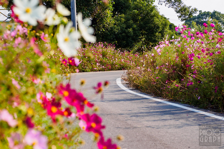 久留米北野町大波斯菊街道