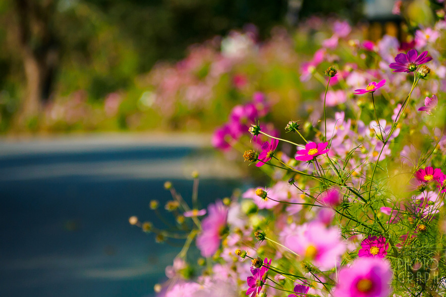 久留米北野町大波斯菊街道