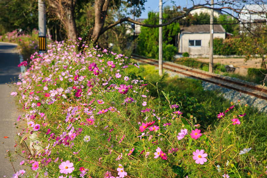 久留米北野町大波斯菊街道