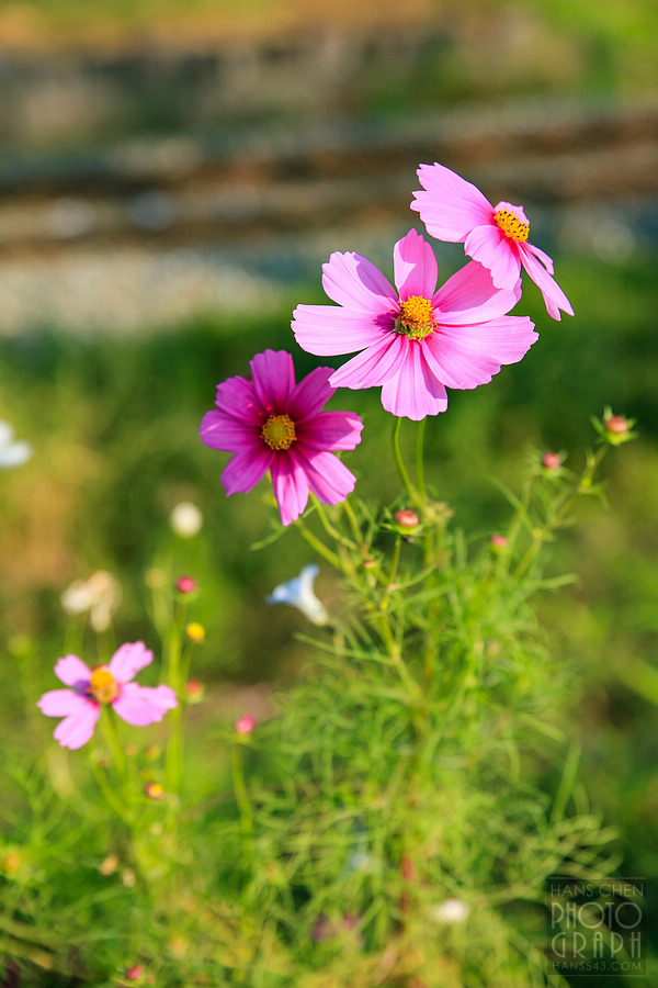 久留米北野町大波斯菊街道
