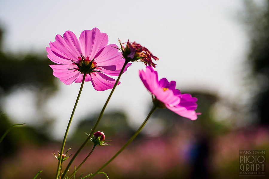 久留米北野町大波斯菊街道