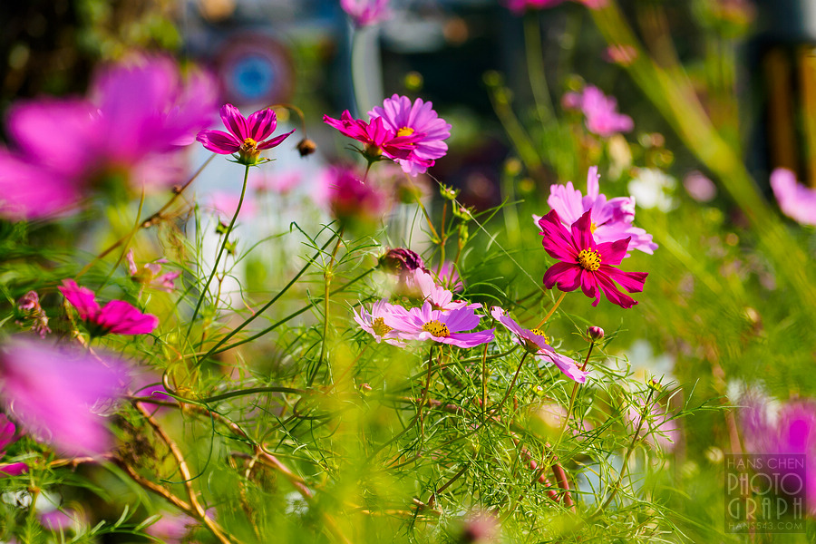 久留米北野町大波斯菊街道