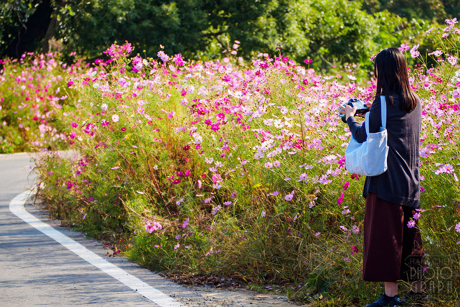 久留米北野町大波斯菊街道