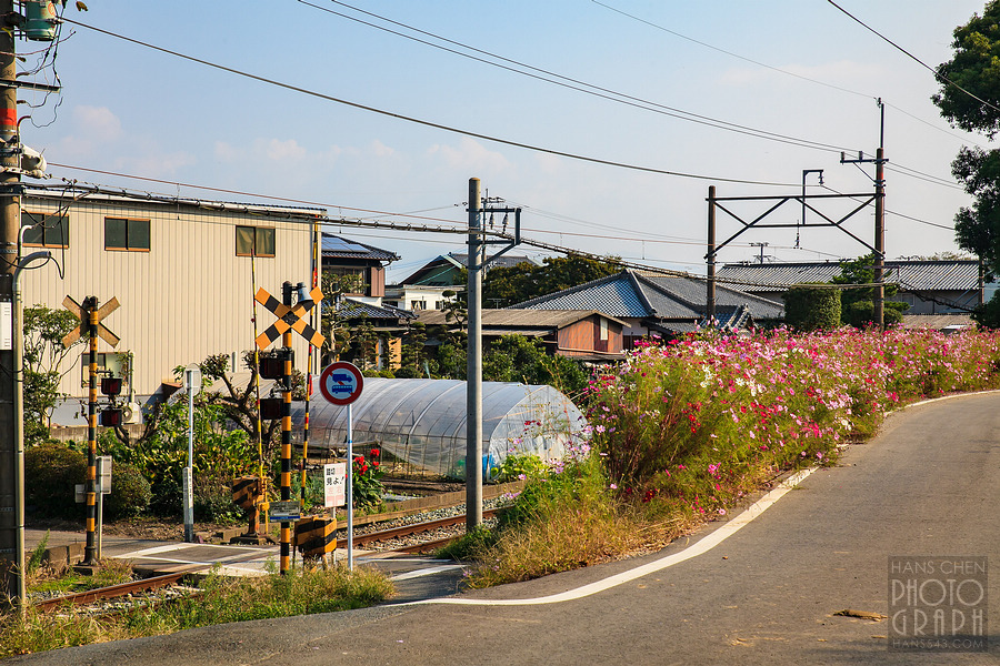 久留米北野町大波斯菊街道