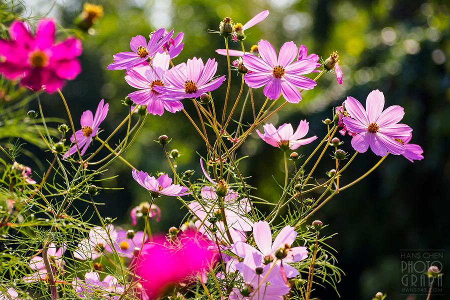久留米北野町大波斯菊街道