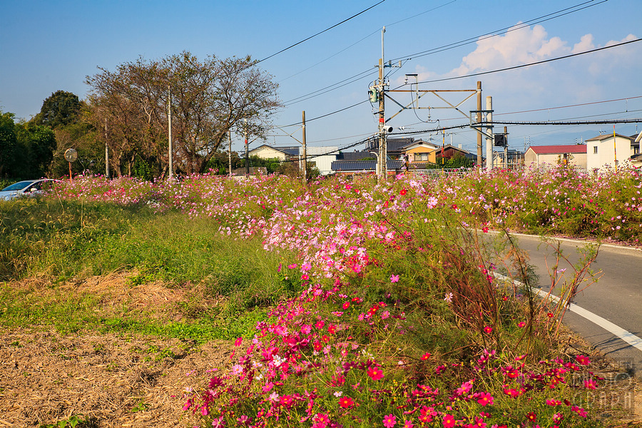 久留米北野町大波斯菊街道
