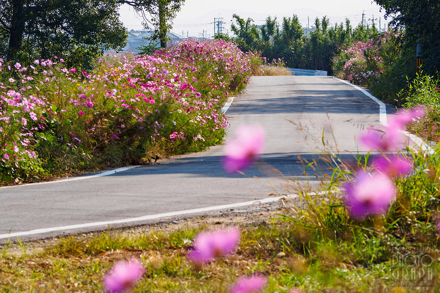 久留米北野町大波斯菊街道