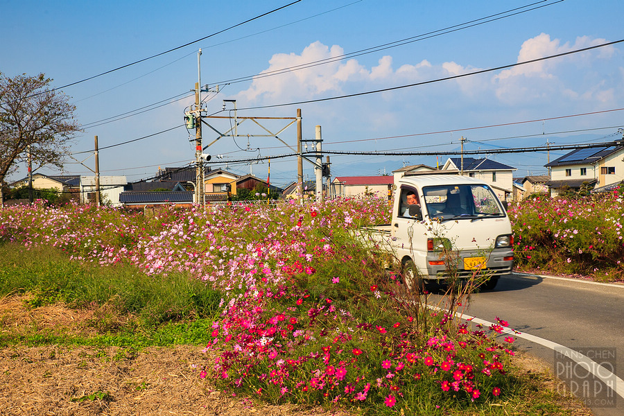 久留米北野町大波斯菊街道