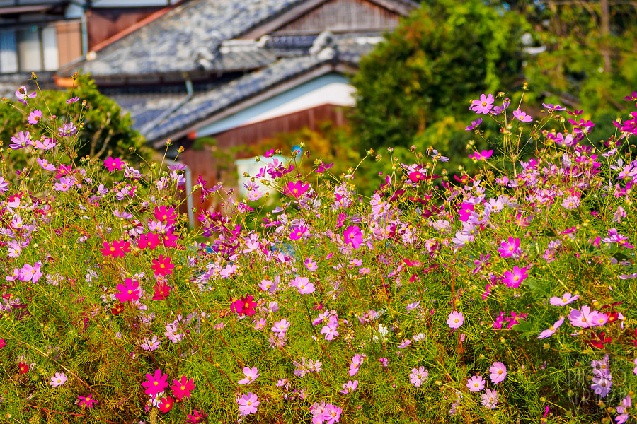 久留米北野町大波斯菊街道