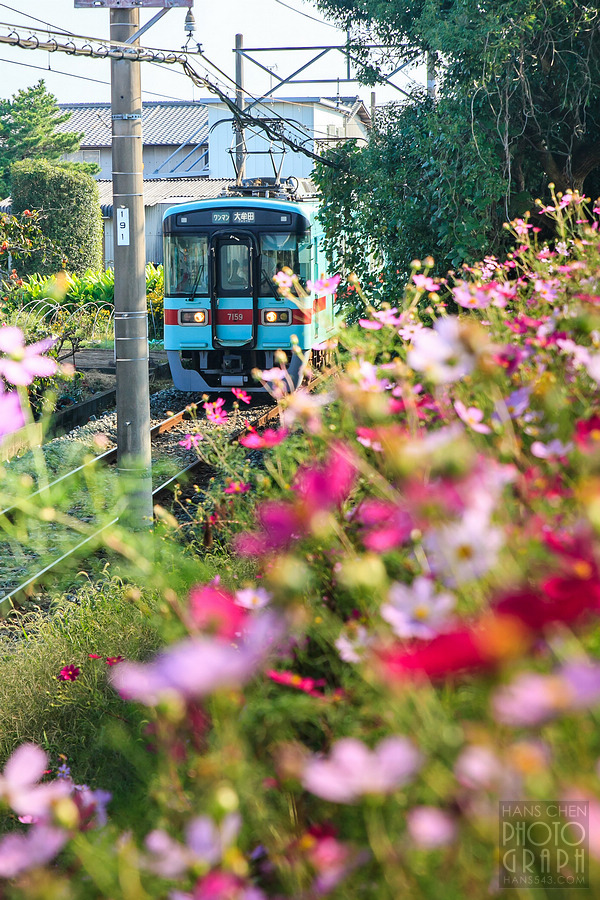 久留米北野町大波斯菊街道