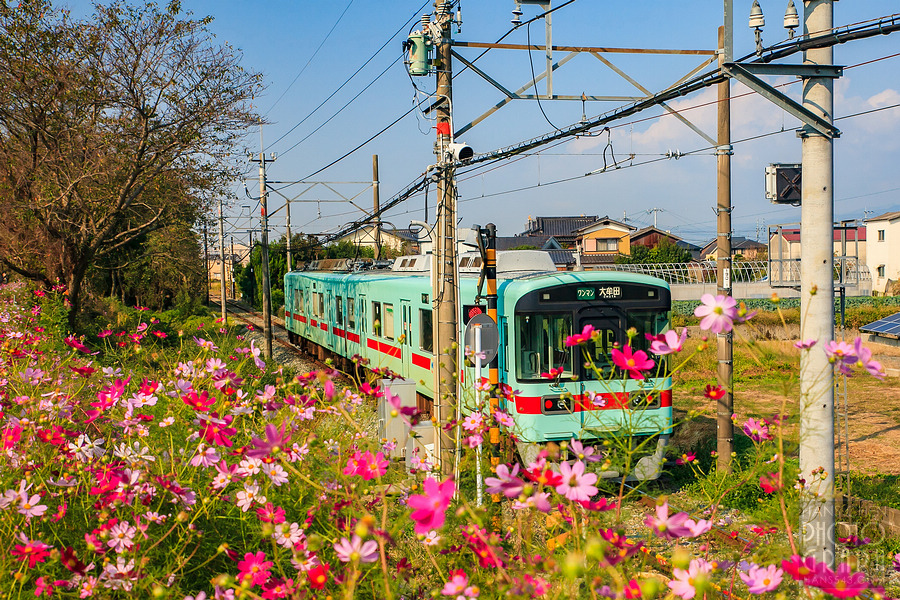 久留米北野町大波斯菊街道