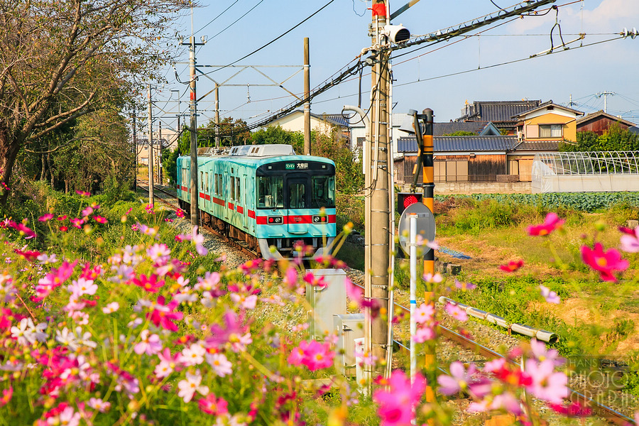 久留米北野町大波斯菊街道