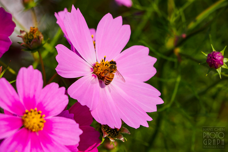 久留米北野町大波斯菊街道