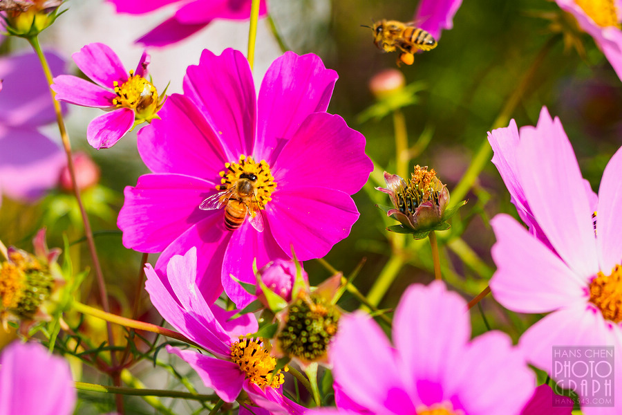 久留米北野町大波斯菊街道