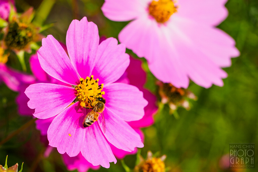 久留米北野町大波斯菊街道