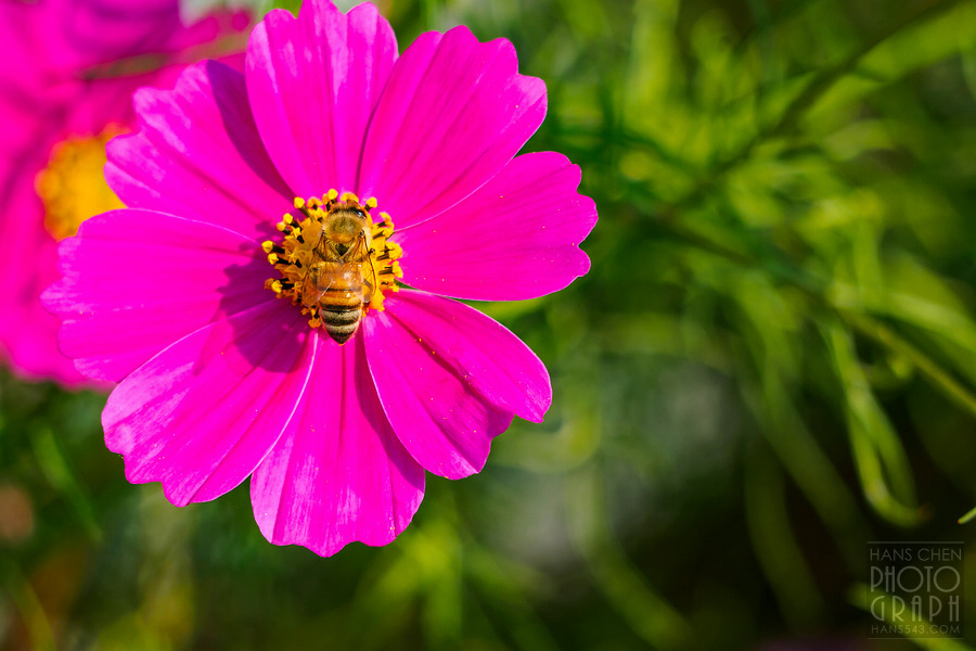 久留米北野町大波斯菊街道