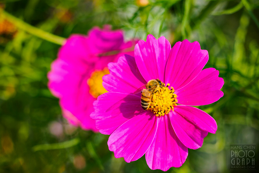 久留米北野町大波斯菊街道