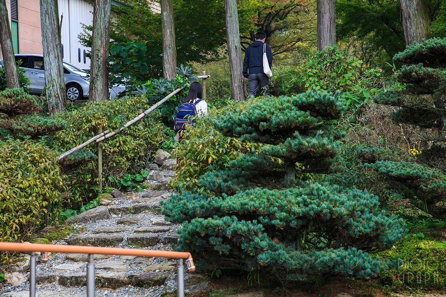 久留米紅乙女酒造巨峰葡萄酒園