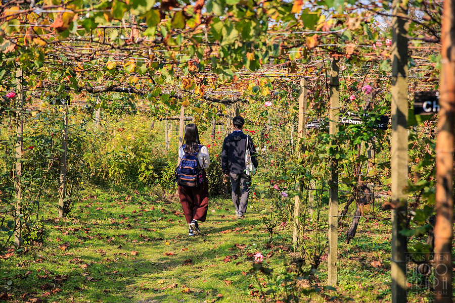 久留米紅乙女酒造巨峰葡萄酒園