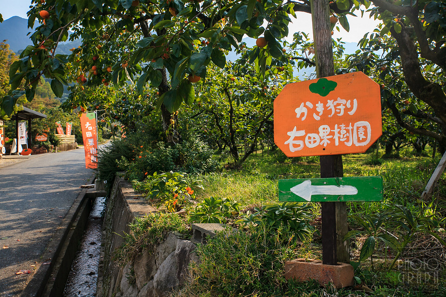 久留米右田果樹園