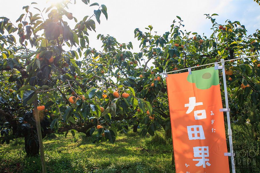 久留米右田果樹園