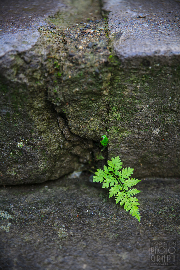 久留米高良大社夕照夜景
