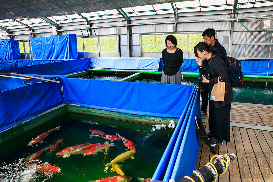 尾形養鯉場