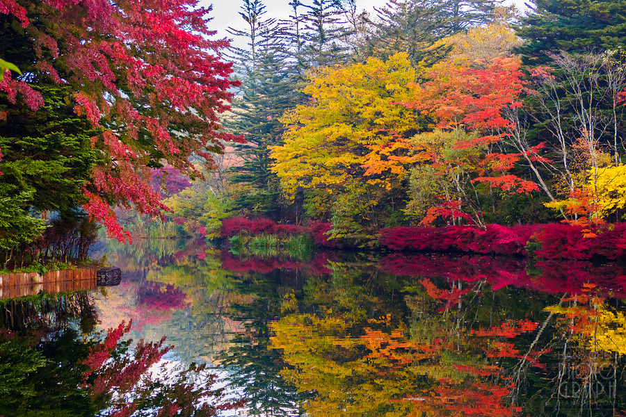 長野︱絕美秋色「雲場池」,輕井澤必去賞楓名所,感受水天一色的浪漫楓景