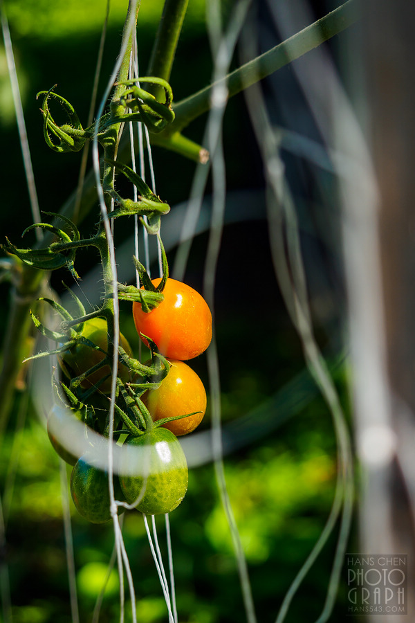 美崙山溫泉渡假山莊