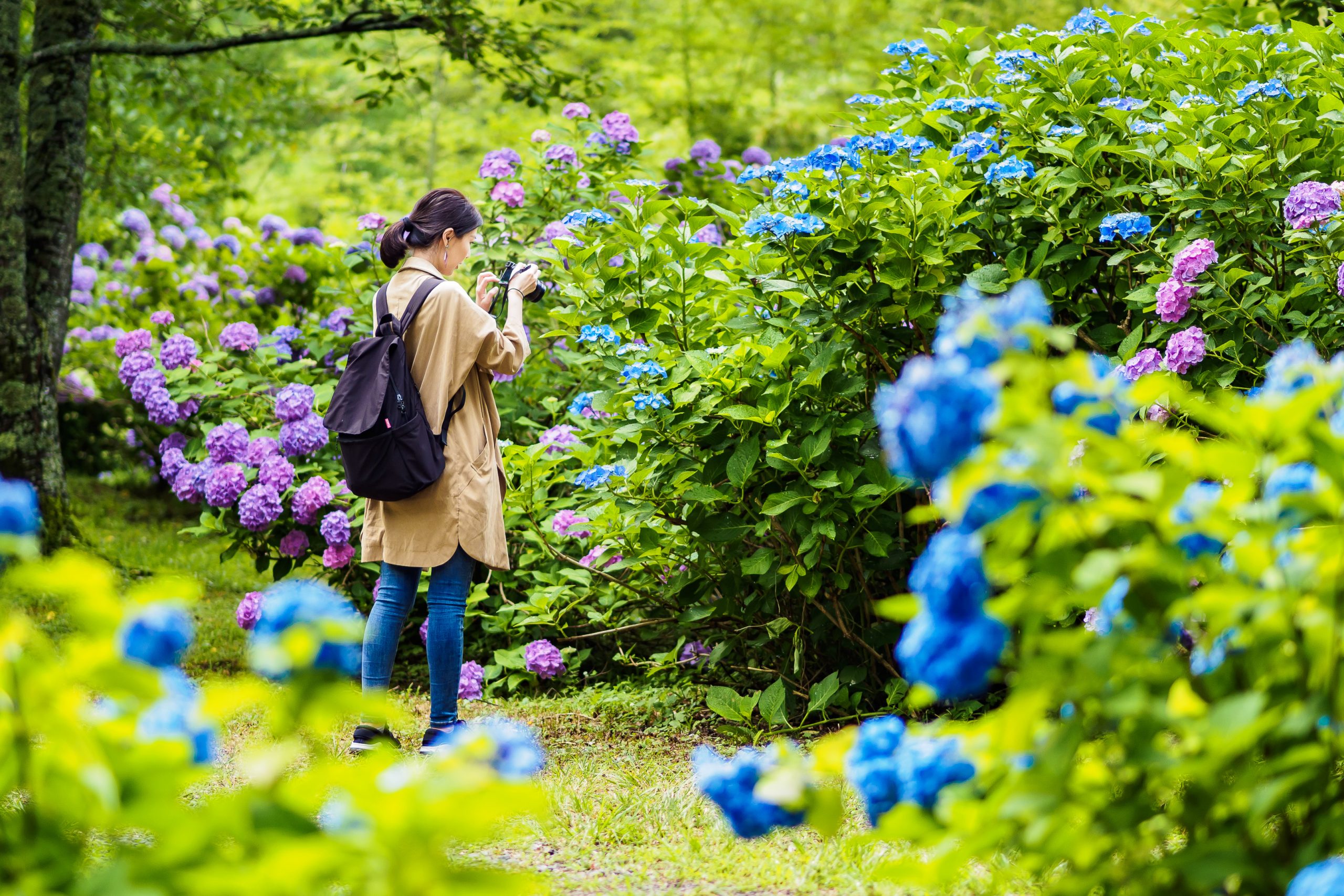 滋賀.長濱︱雞足寺散策,欣賞漫山遍野的初夏新綠以及如夢似幻的繡球花海