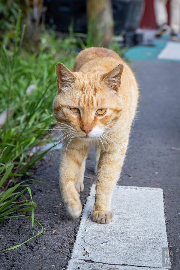 新竹縣尖石鄉新光國民小學