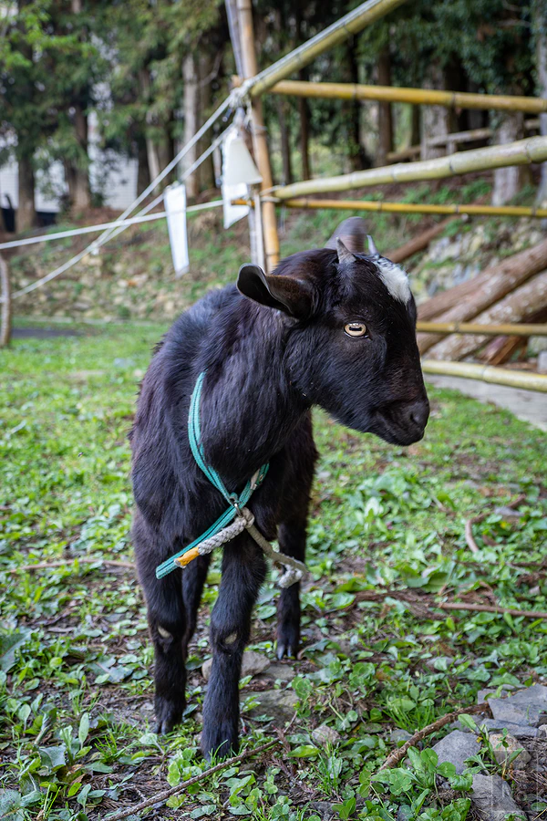 新竹縣尖石鄉新光國民小學