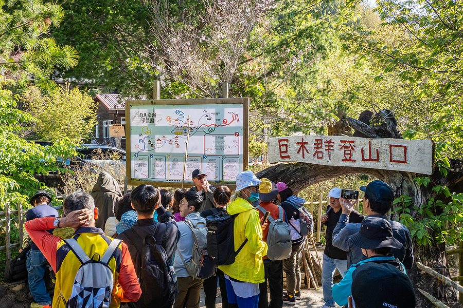 司馬庫斯，神木群步道