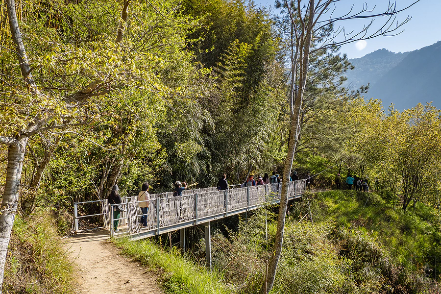 司馬庫斯，神木群步道