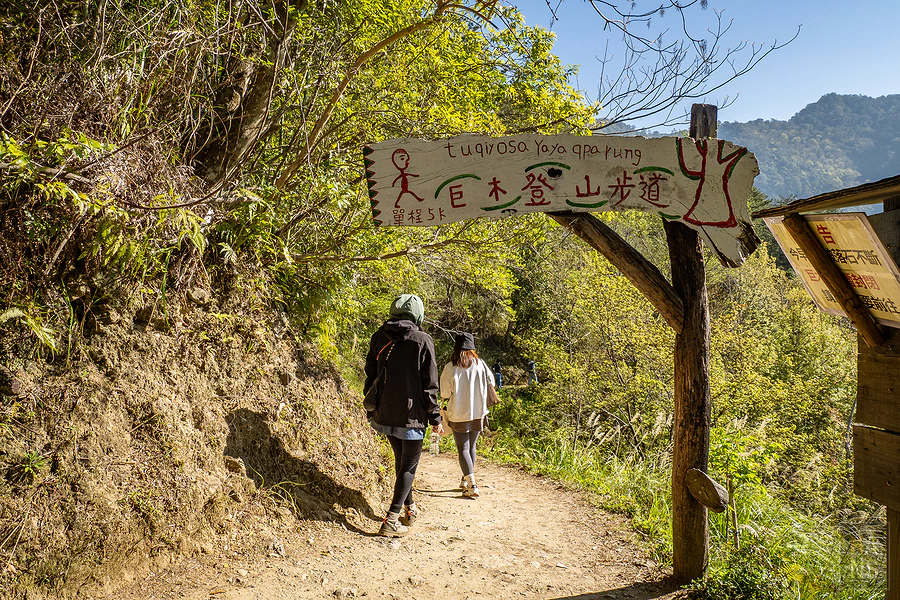 司馬庫斯，神木群步道