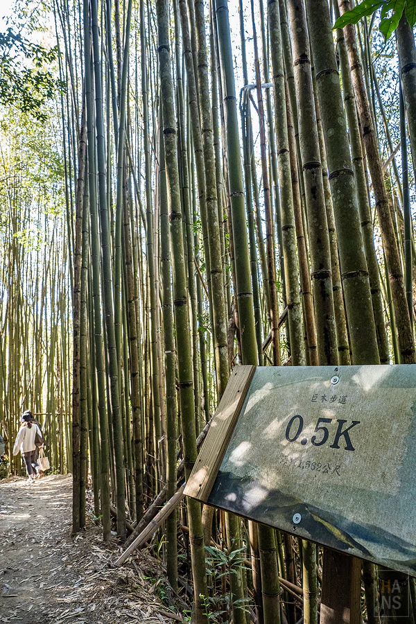 司馬庫斯，神木群步道
