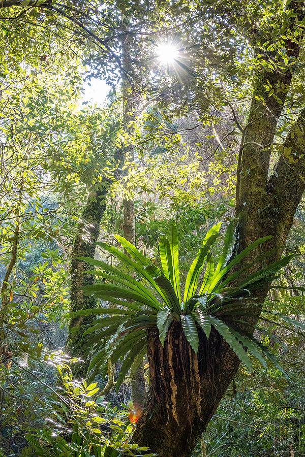 司馬庫斯，神木群步道