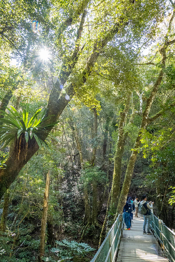 司馬庫斯，神木群步道